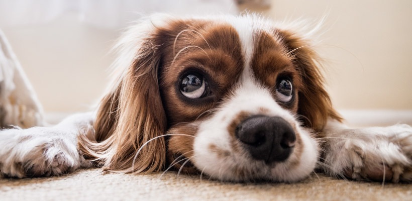 Close-up of spaniel dog with long brown and white hair and floppy ears lies on the ground looking up with big brown eyes