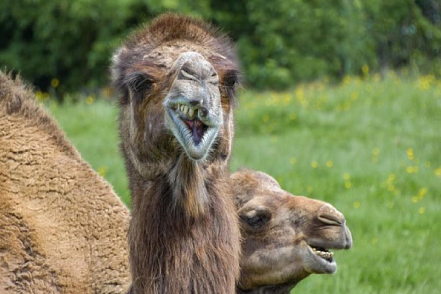 A camel with a gapped tooth smile.